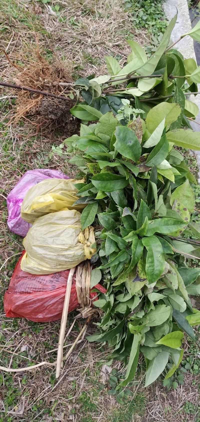 基地黑老虎及特种水果苗