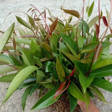 基地黑老虎及特种水果苗
