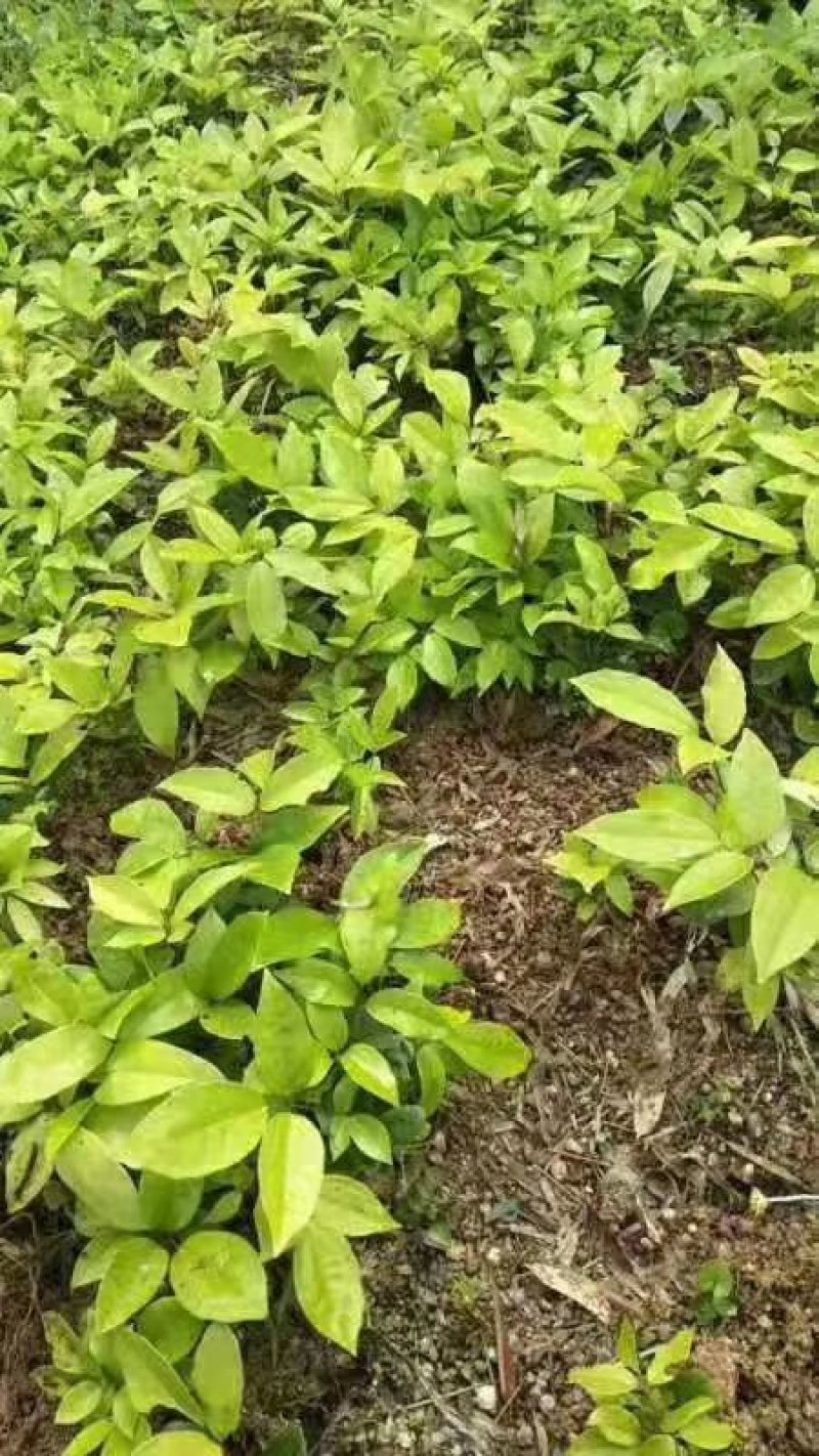 基地黑老虎及特种水果苗
