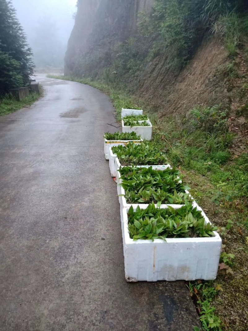 基地黑老虎及特种水果苗