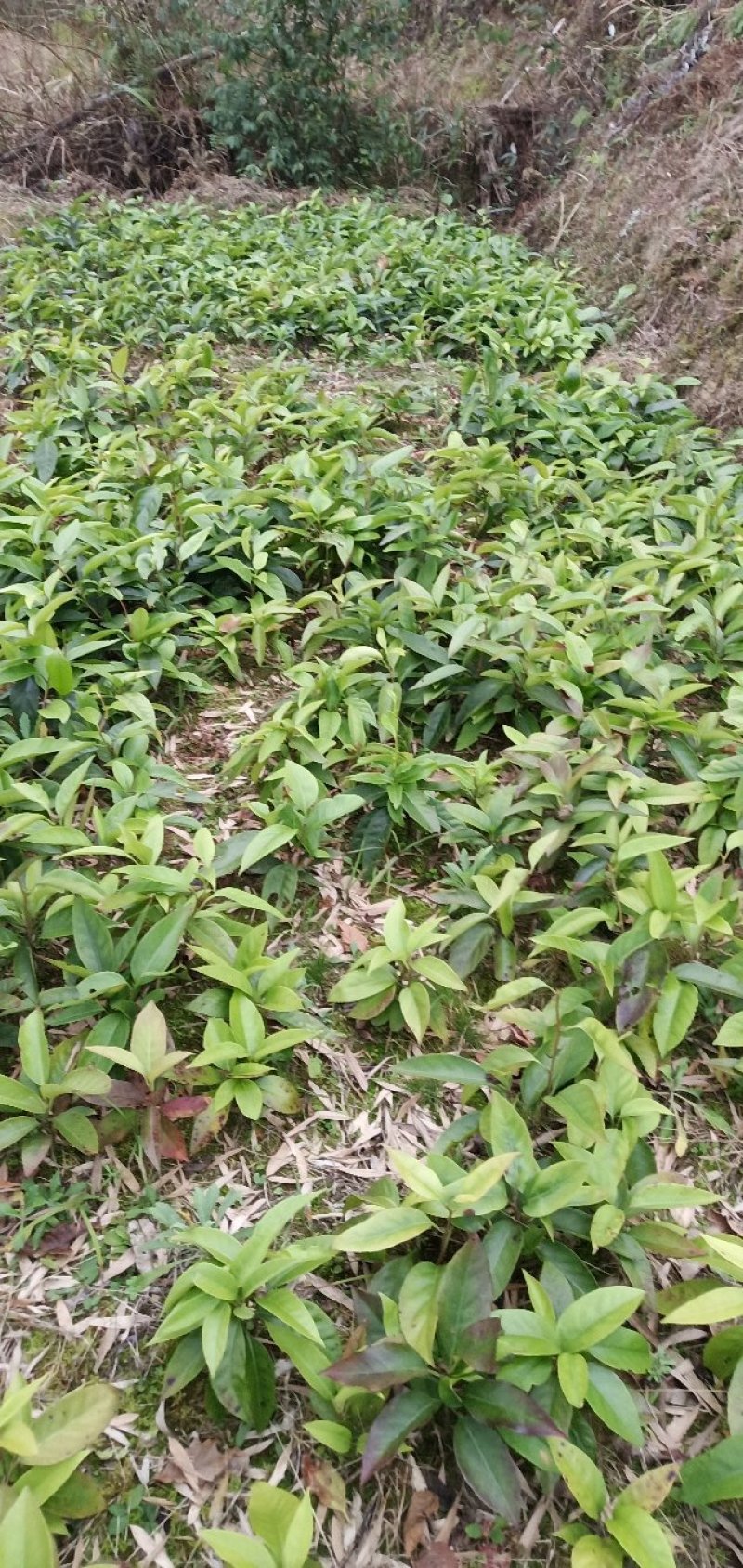 基地黑老虎及特种水果苗