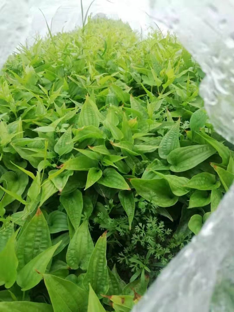 广西贺州红花，白花，百部苗，提供种植技术，基地直供