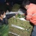 大叶菠菜上市中一级货源保证质量代发全国各地质量好价格低