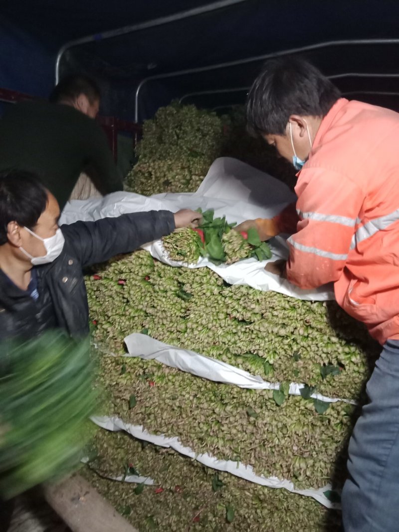 大叶菠菜上市中一级货源保证质量代发全国各地质量好价格低
