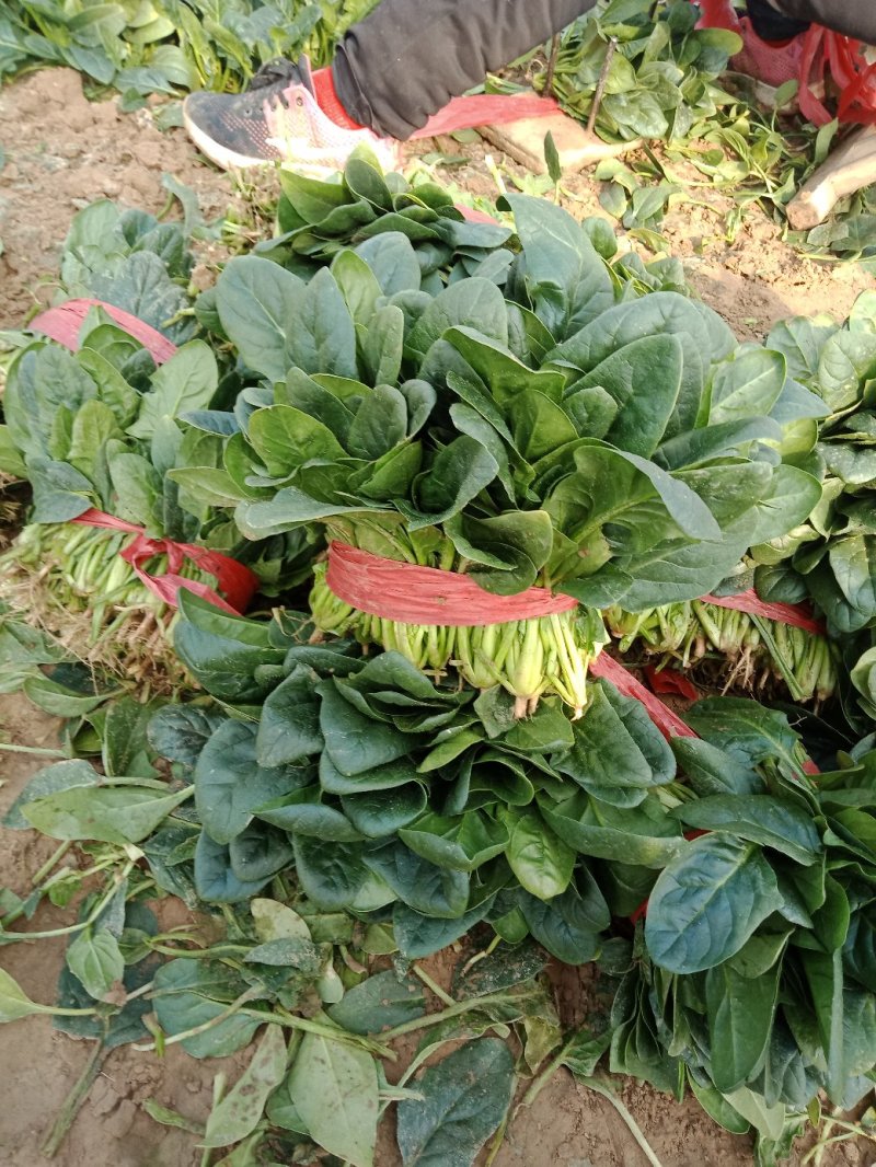 大叶菠菜上市中一级货源保证质量代发全国各地质量好价格低