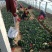 大叶菠菜上市中一级货源保证质量代发全国各地质量好价格低
