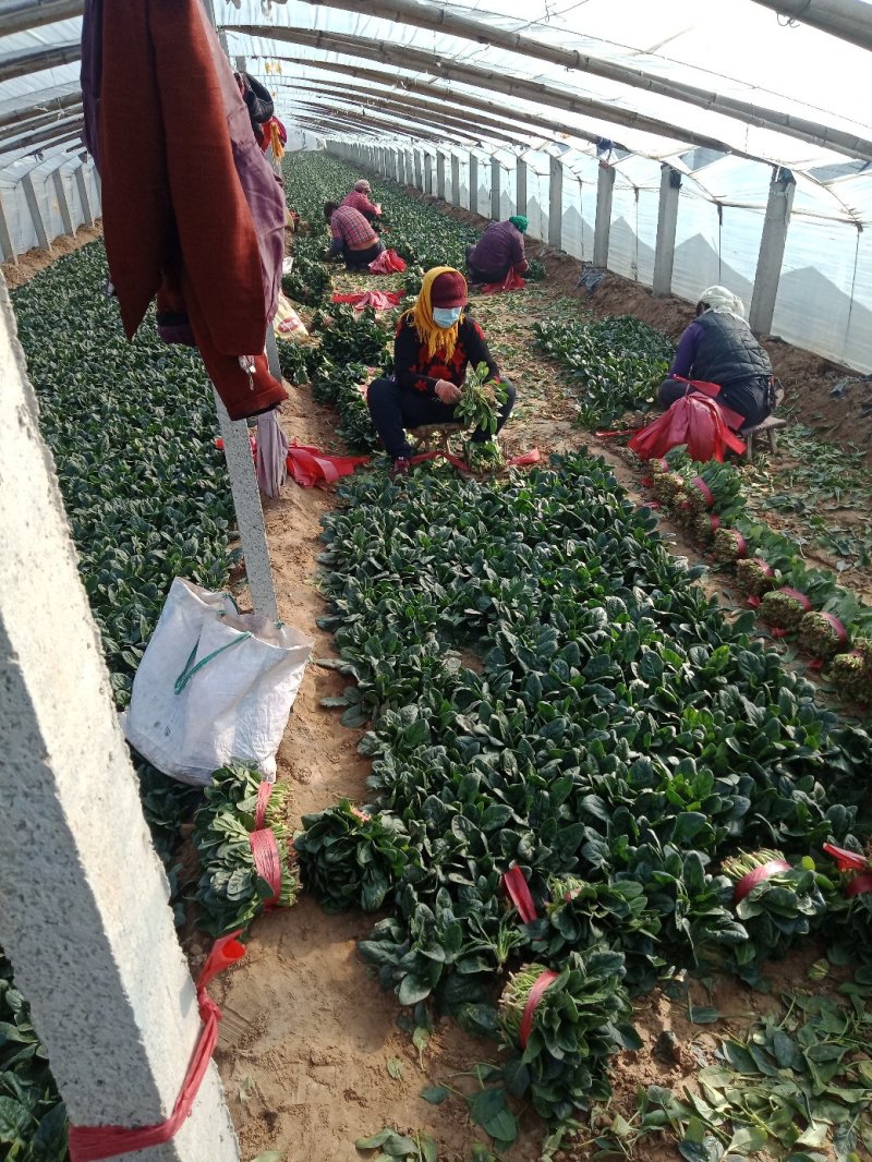 大叶菠菜上市中一级货源保证质量代发全国各地质量好价格低