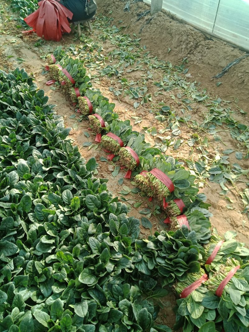 大叶菠菜上市中一级货源保证质量代发全国各地质量好价格低