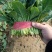 大叶菠菜上市中一级货源保证质量代发全国各地质量好价格低