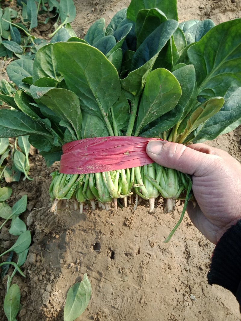 大叶菠菜上市中一级货源保证质量代发全国各地质量好价格低