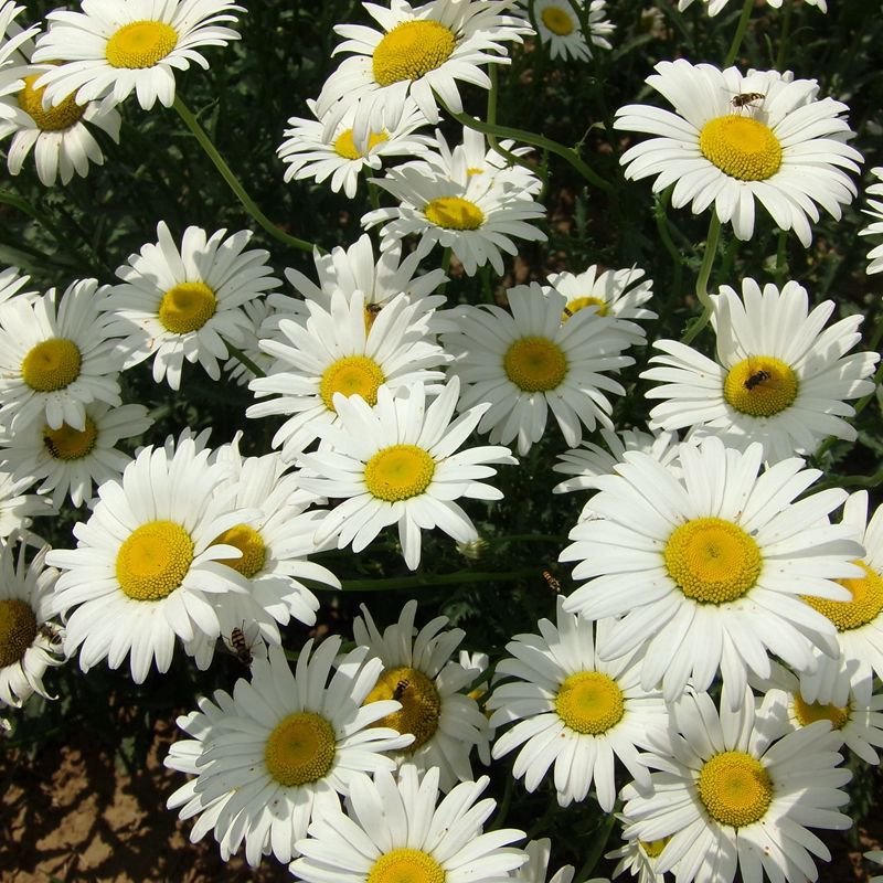 西洋滨菊种子园林景观花海庭院大滨菊种种籽