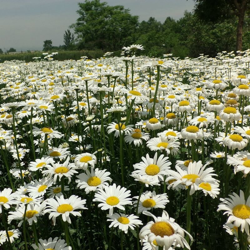 西洋滨菊种子园林景观花海庭院大滨菊种种籽