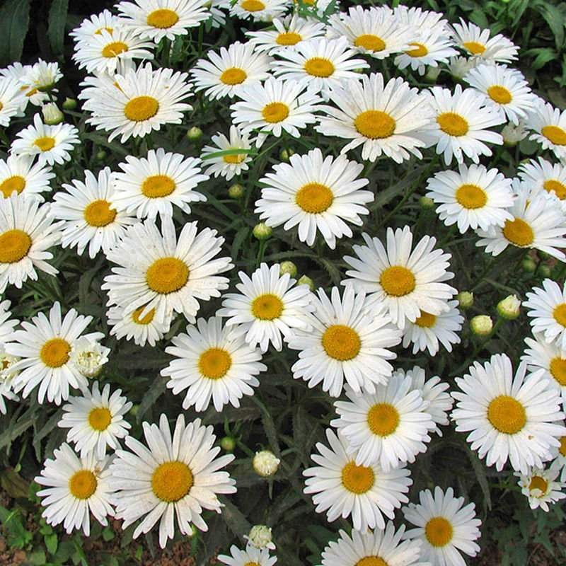 西洋滨菊种子园林景观花海庭院大滨菊种种籽