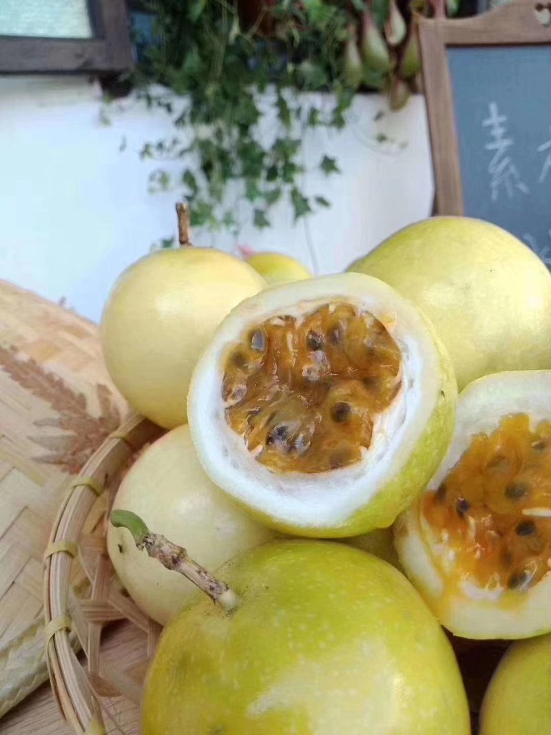 黄金百香果苗场地大量有苗供应