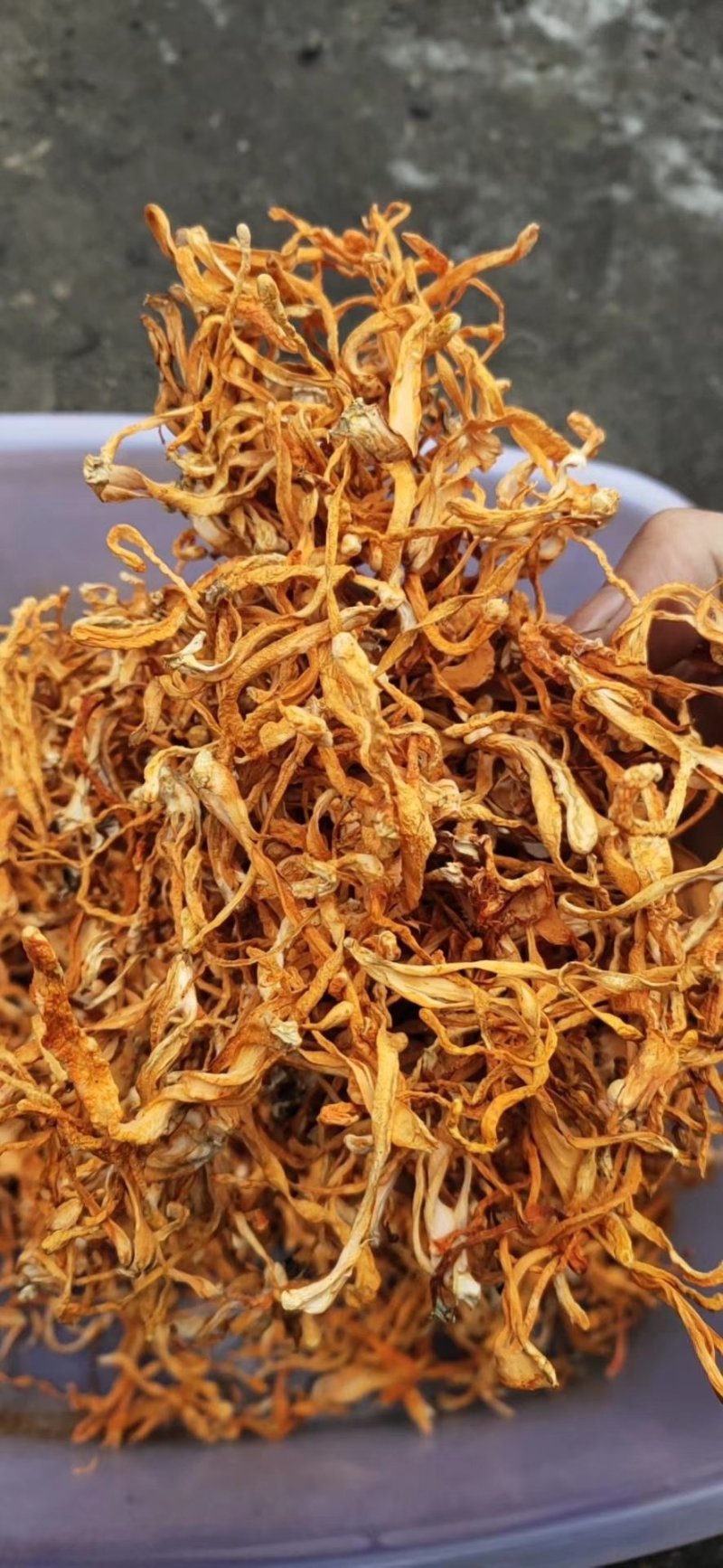 虫草花产地优势货源各品质各价位大货供应散草排草卷草