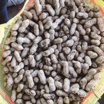 鲜花生江苏精品大白鲨