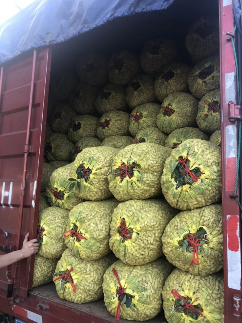 鲜花生江苏精品大白鲨
