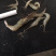 河虾