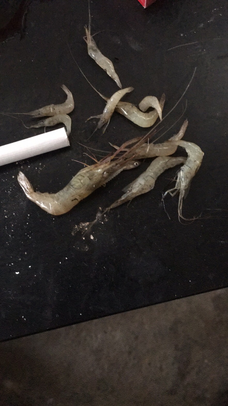 河虾