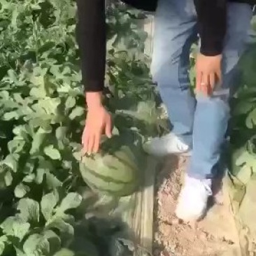 海南精品麒麟瓜美都西瓜大量上市中欢迎新老客户前来果园订购