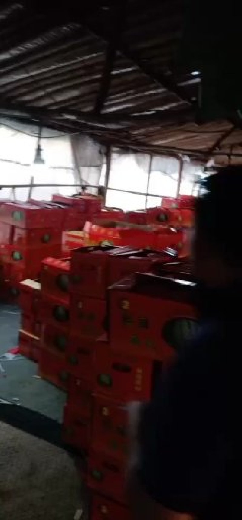 海南精品麒麟瓜美都西瓜大量上市中欢迎新老客户前来果园订购