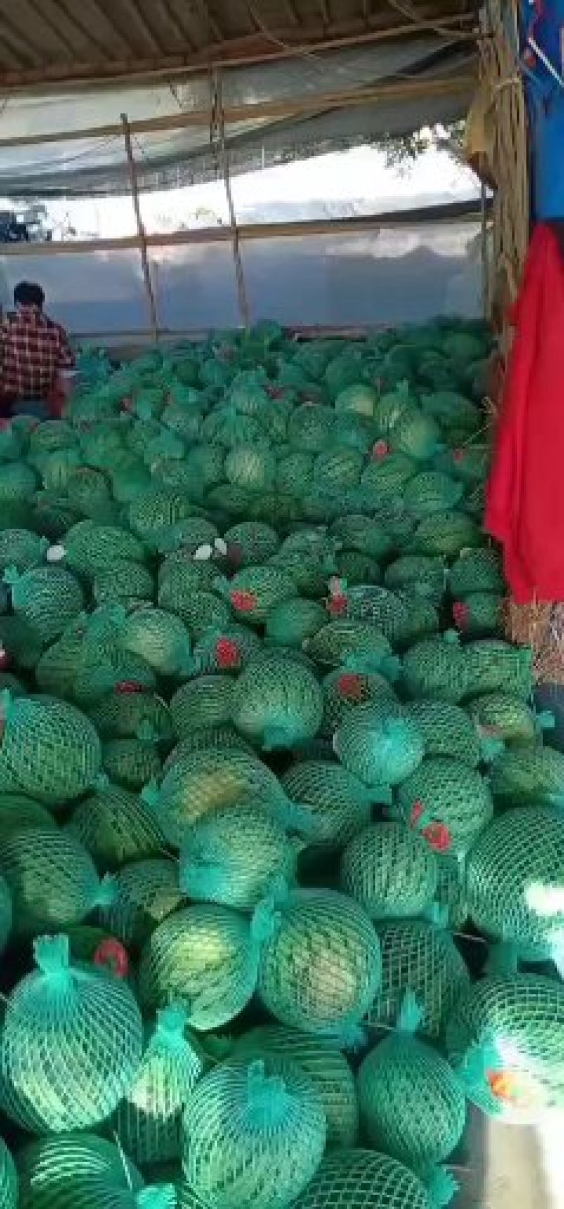 海南精品麒麟瓜美都西瓜大量上市中欢迎新老客户前来果园订购