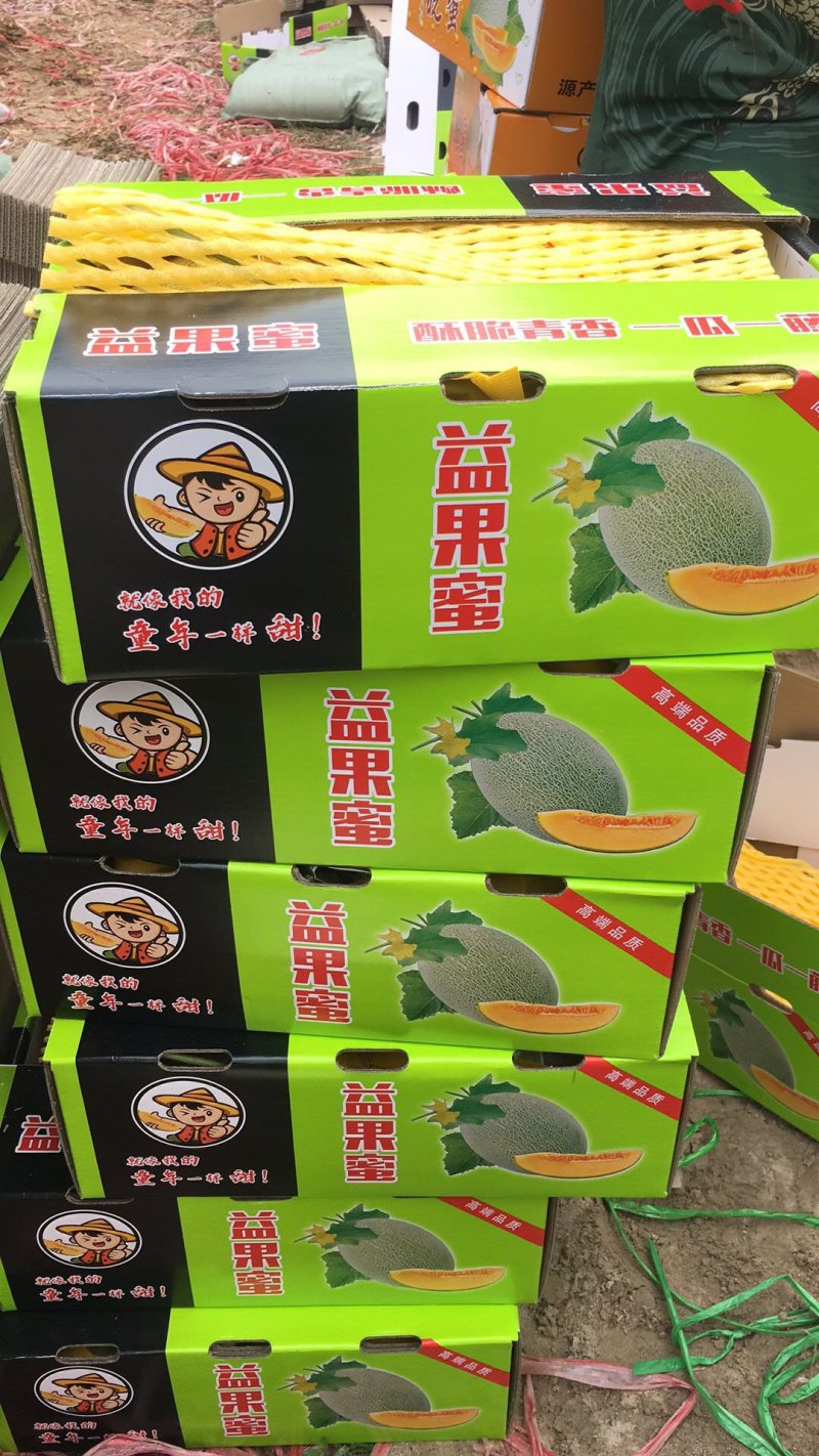 海南晓蜜25哈密瓜海南哈密瓜产地直发提供一条龙服务