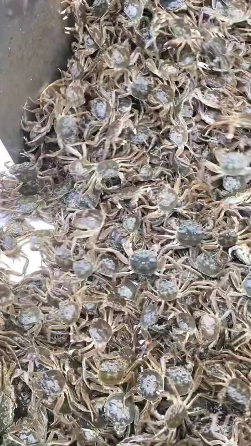 当涂蟹苗