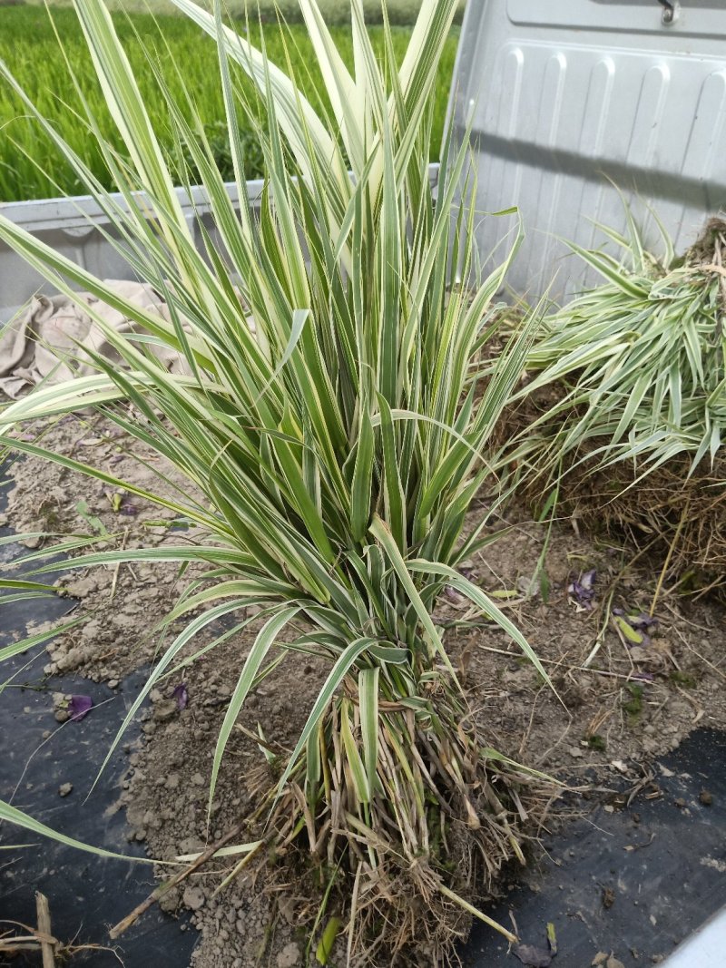 花叶芦竹花叶芦竹供应花叶芦竹价格花叶芦竹批发萧山佳