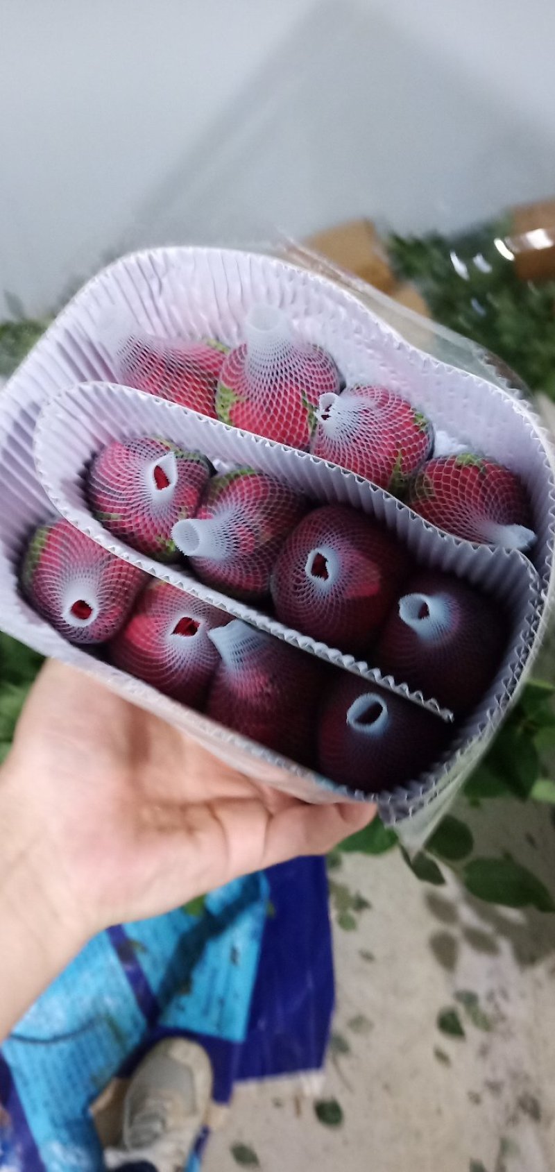 红玫瑰
