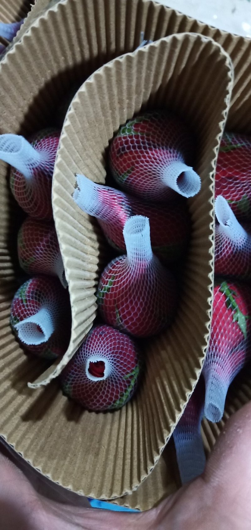 红玫瑰