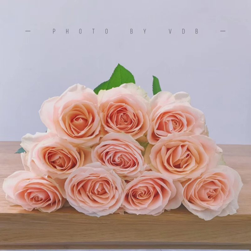 彩玫