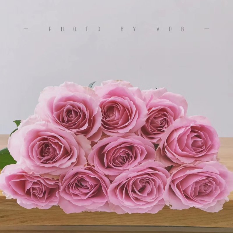 彩玫