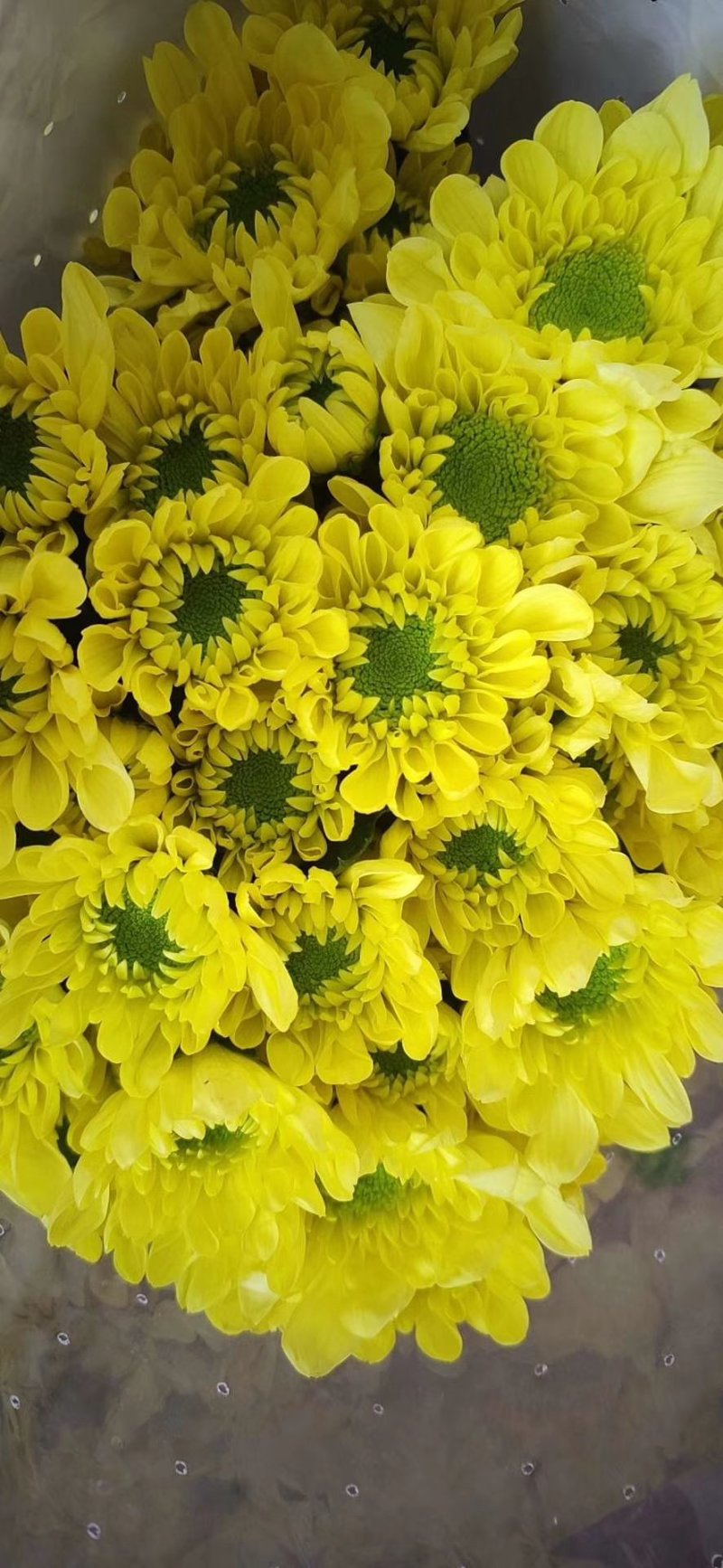 小菊，雏菊