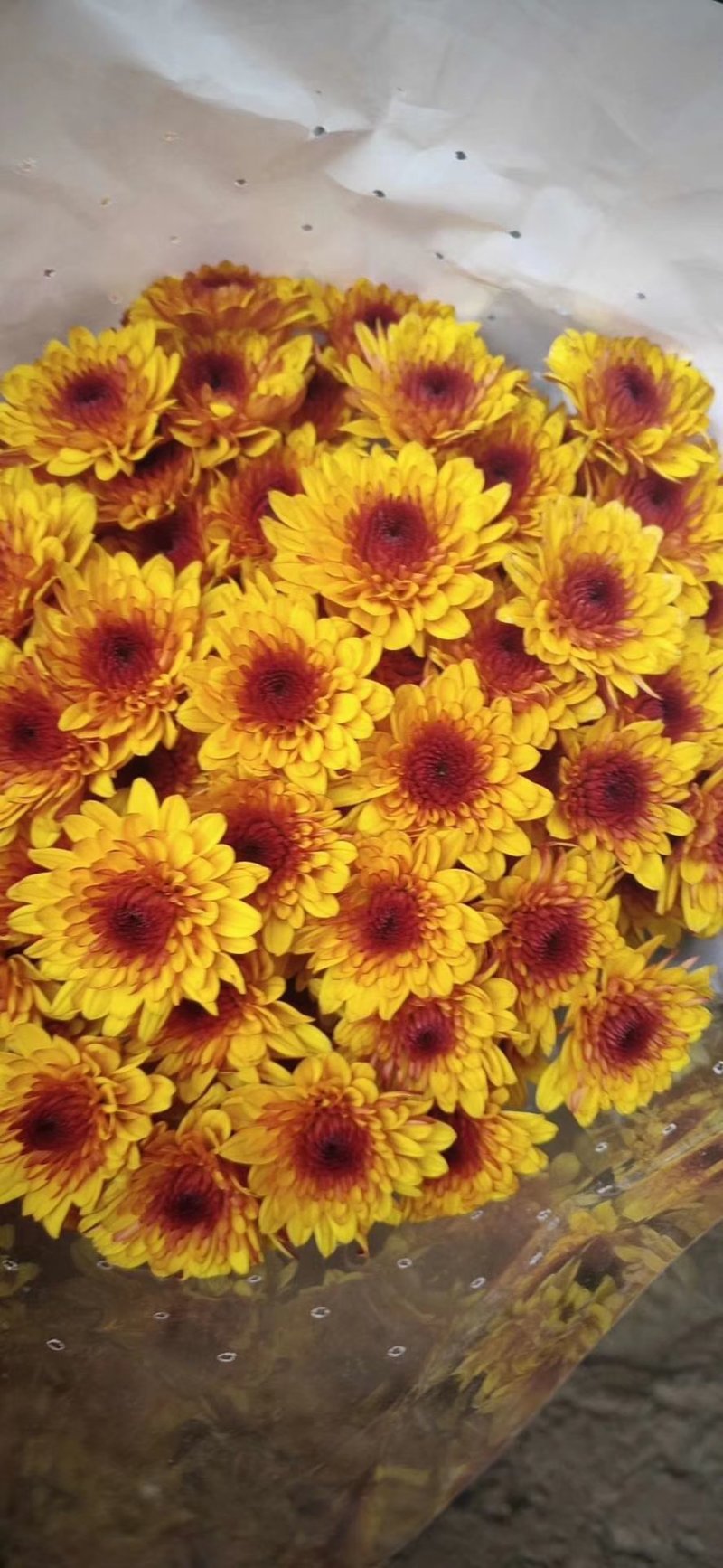 小菊，雏菊