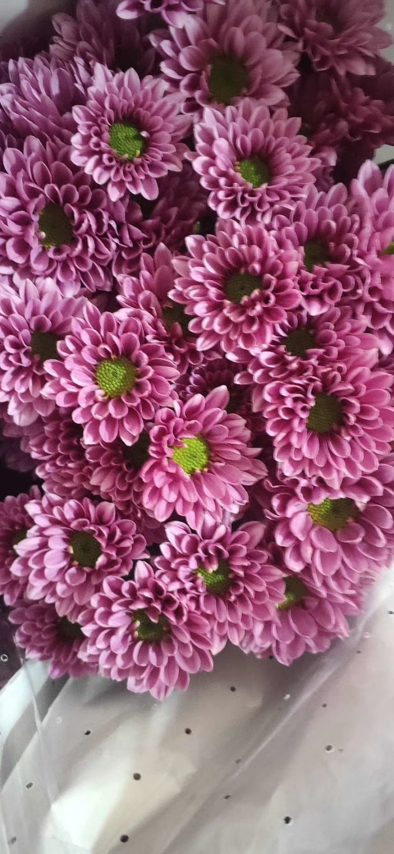 小菊，雏菊