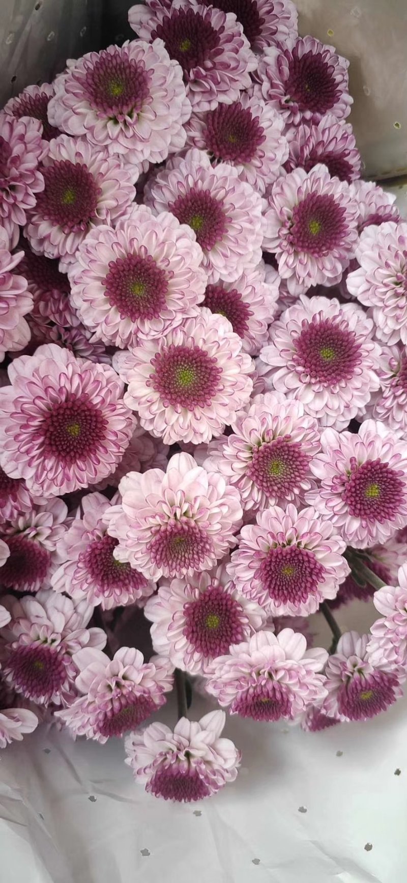小菊，雏菊