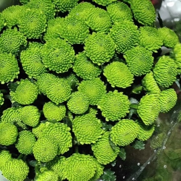 小菊，雏菊