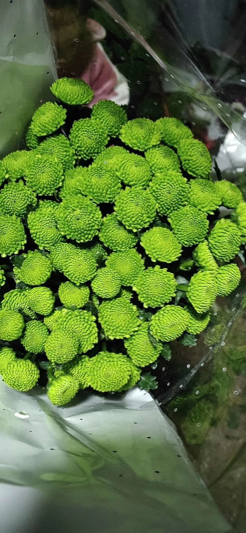 小菊，雏菊