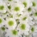 小菊，雏菊