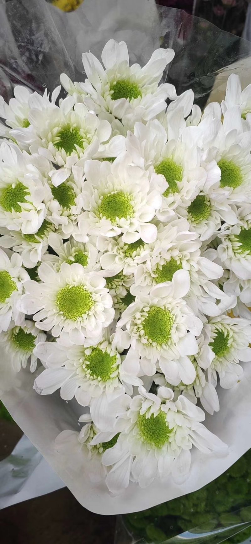 小菊，雏菊