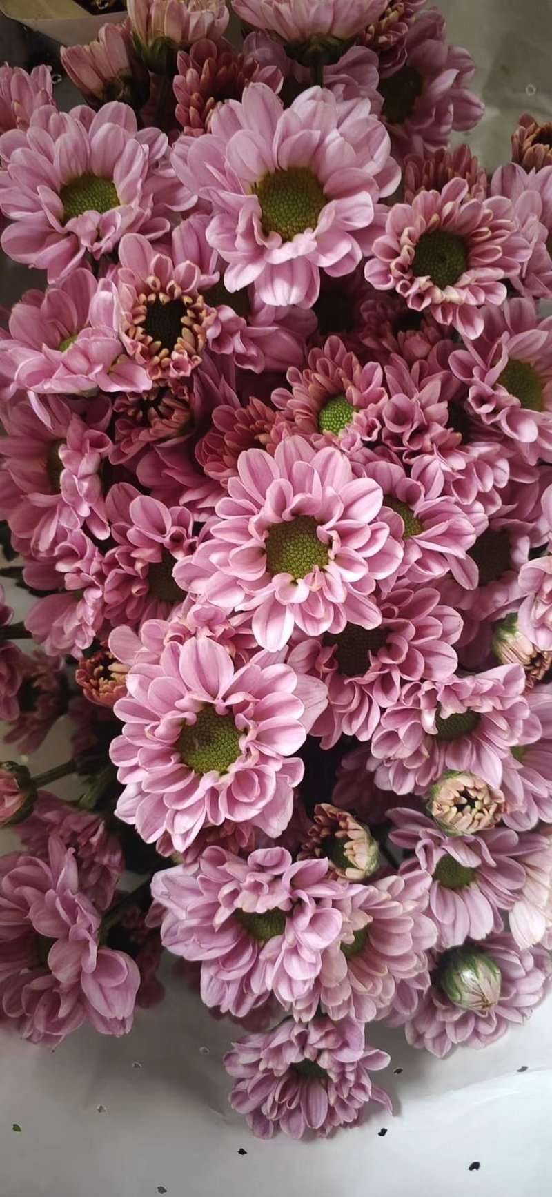 小菊，雏菊