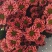 小菊，雏菊