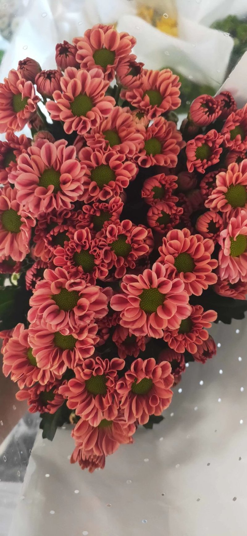 小菊，雏菊