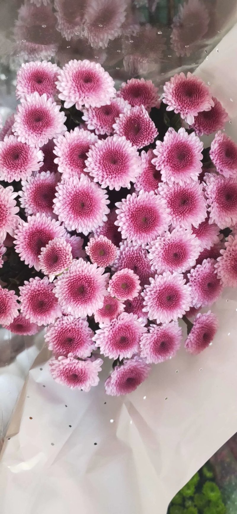 小菊，雏菊