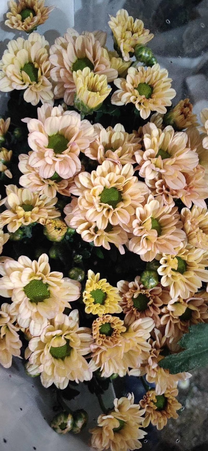 小菊，雏菊