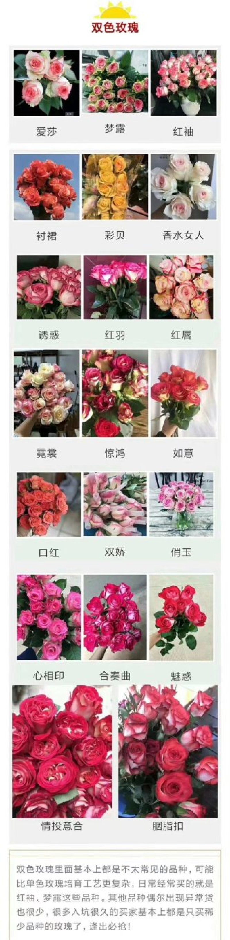 彩玫瑰