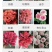 彩玫瑰