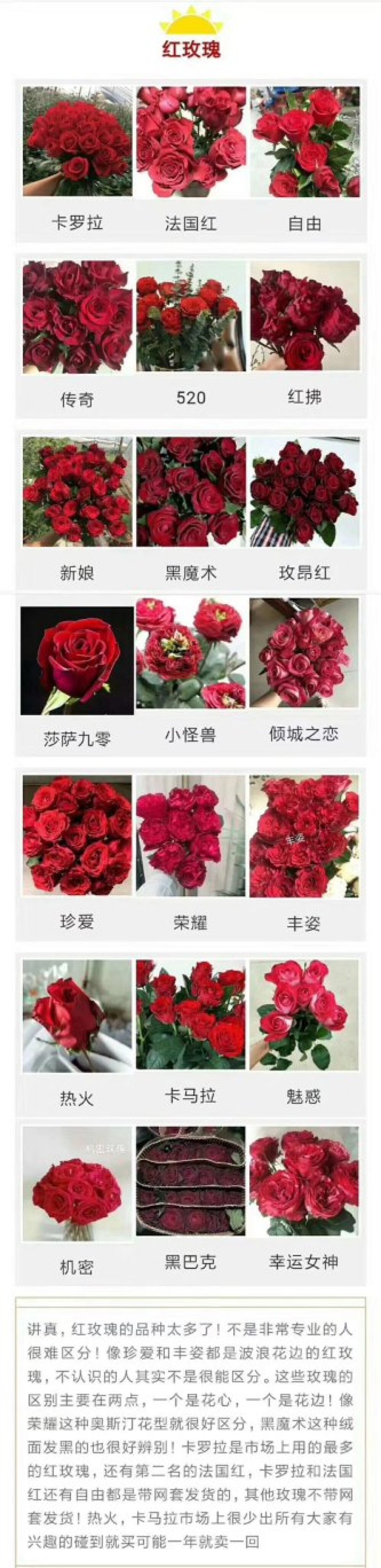 彩玫瑰