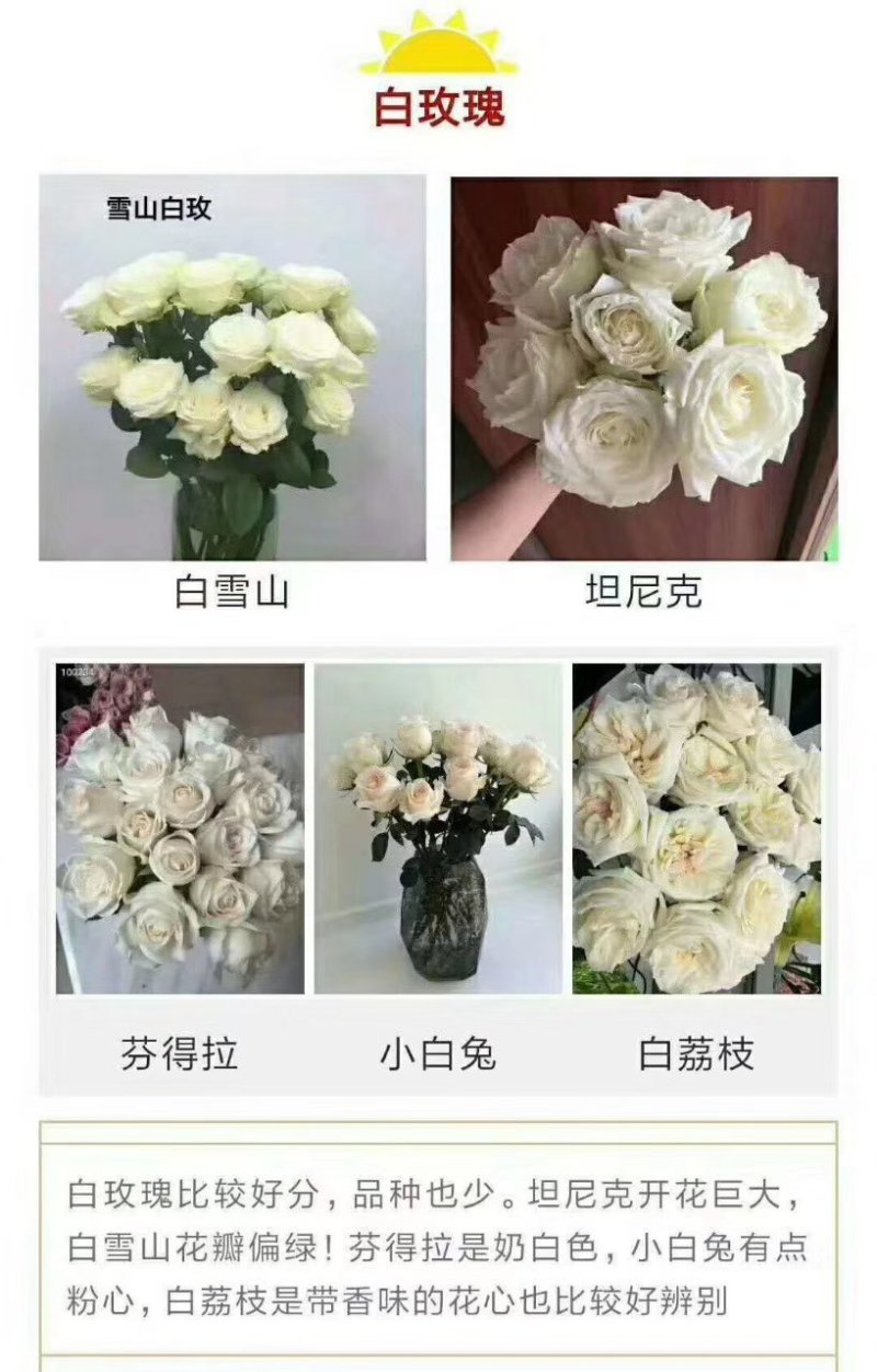 彩玫瑰